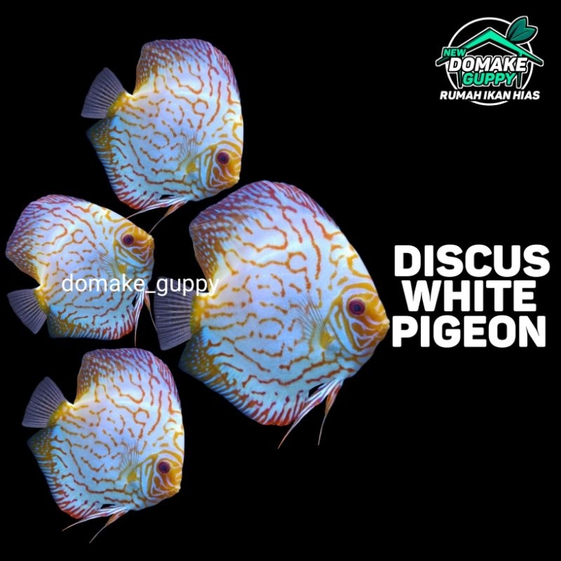 Ikan Discus White Pigeon / Instant Sameday