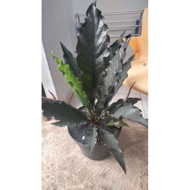 Anthurium Hokeri Black- Tanaman Tahan panas Hokeri Black