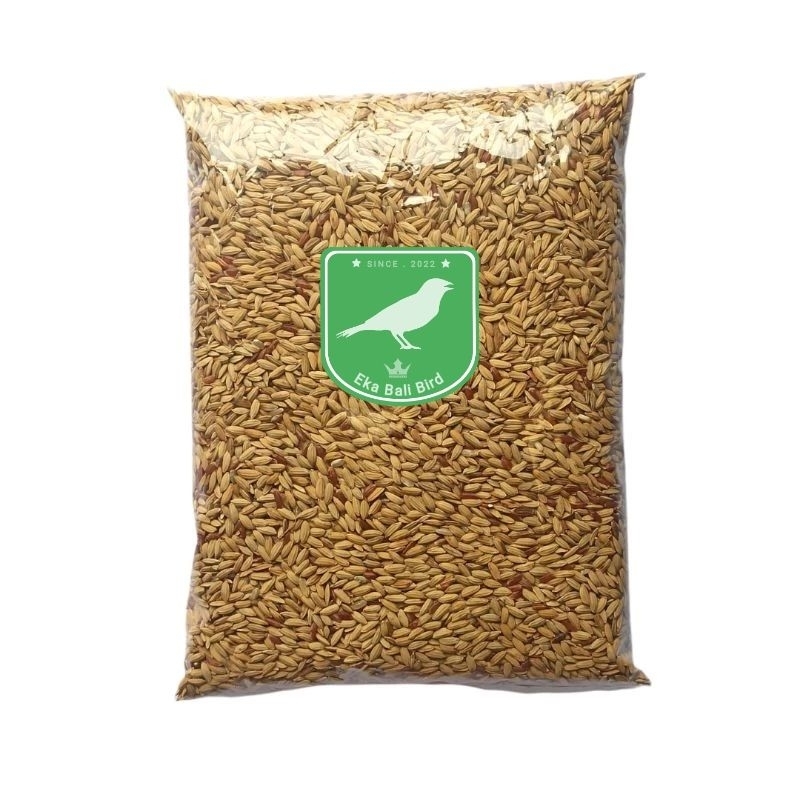 Gabah padi 1kg pakan ayam pakan burung