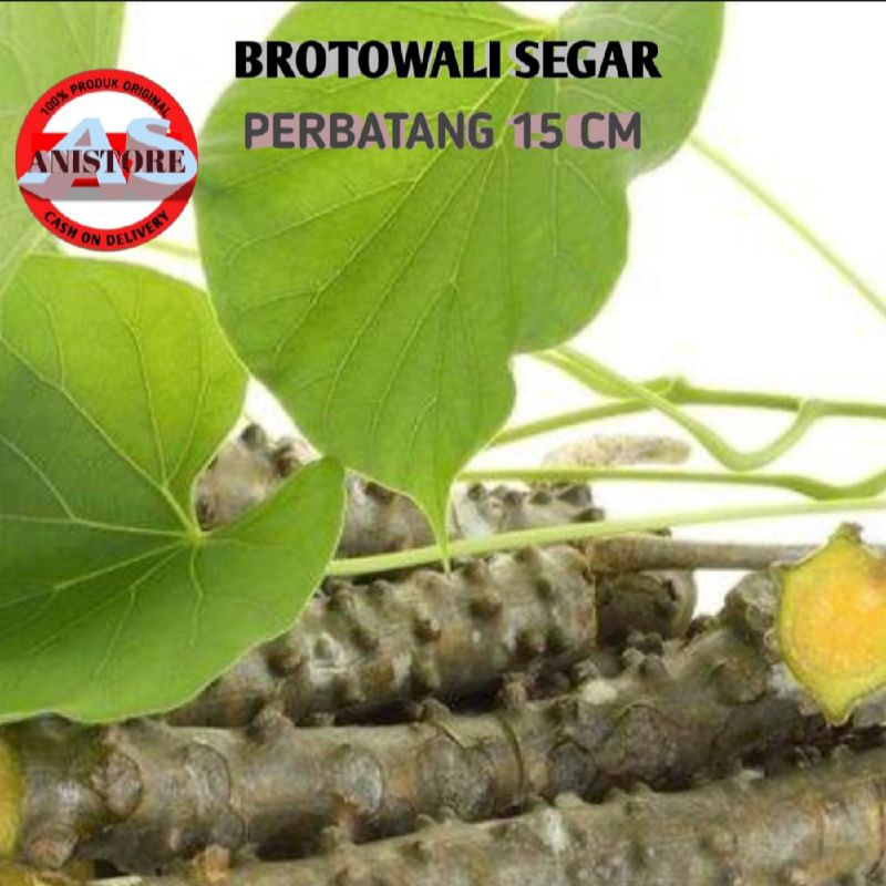 

BATANG BROTOWALI SEGAR PERBATANG UKURAN 20 cm per 10 batang