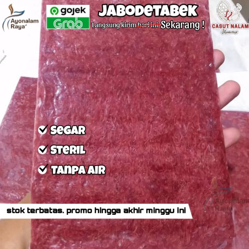 Cacing Darah (Bloodworm) Beku Pakan Ikan 1Kg Steril / Casut Cacing Sutra Beku