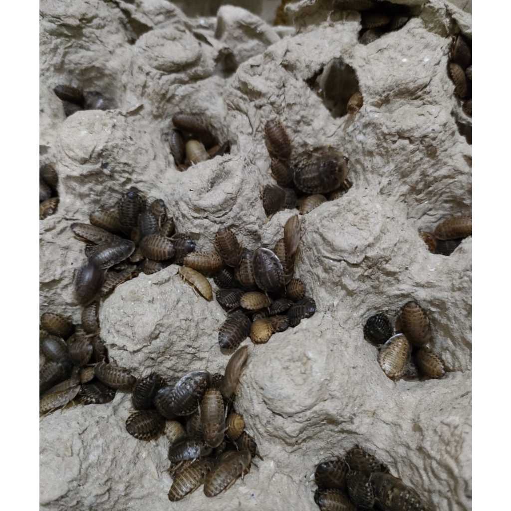 KECOA DUBIA 1,5-1.8cm per 50 ekor pakan ikan burung reptil arowana arwana Channa oscar louhan dll