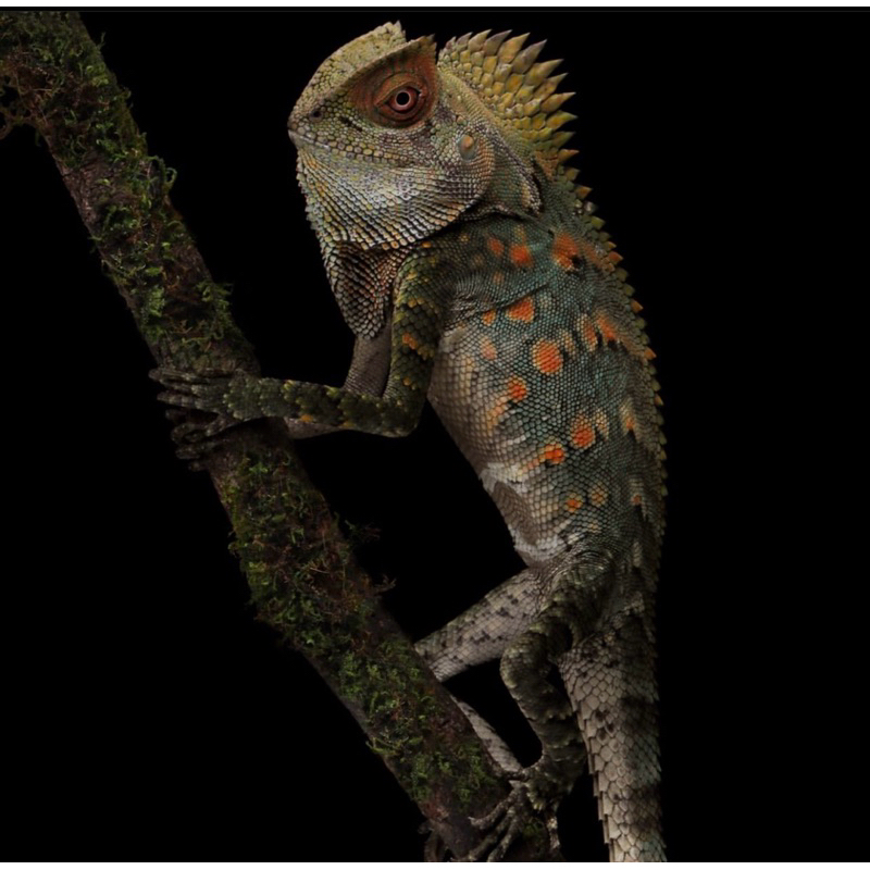 Forest Dragon / Gonocephalus Chamaeleonitus