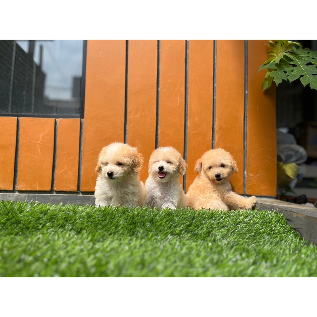 tiny poodle party color