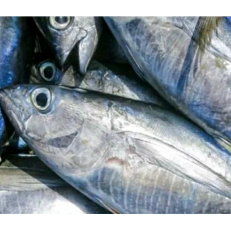 

ikan tuna 1kg