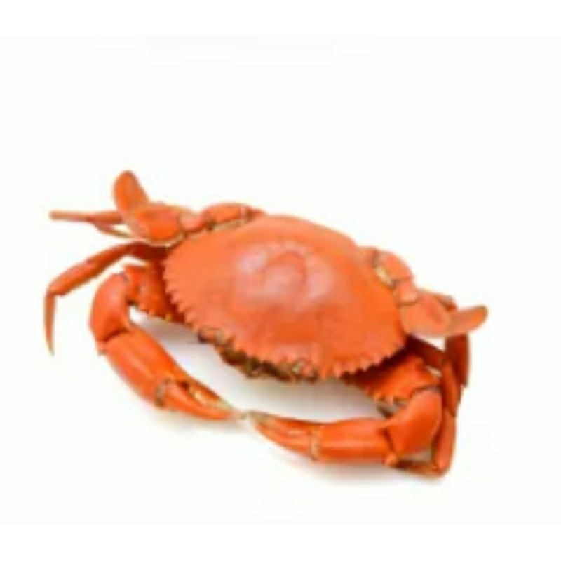 

kepiting segar 1kg