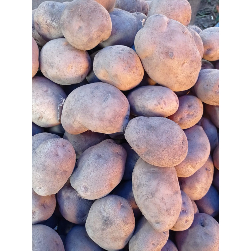 

kentang dieng besar fresh