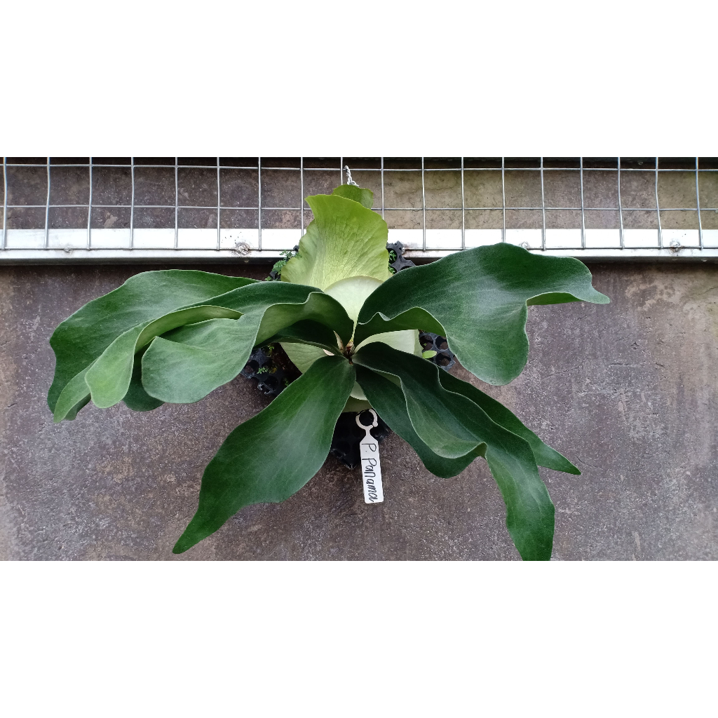 Anakan Platycerium Panama