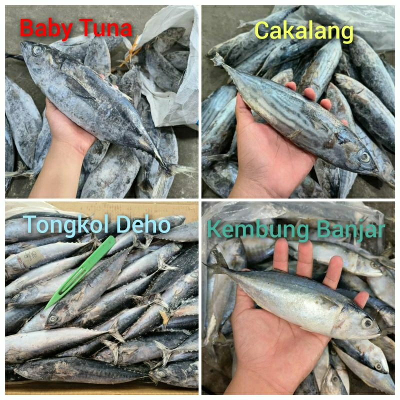 

Baby Tuna Frozen