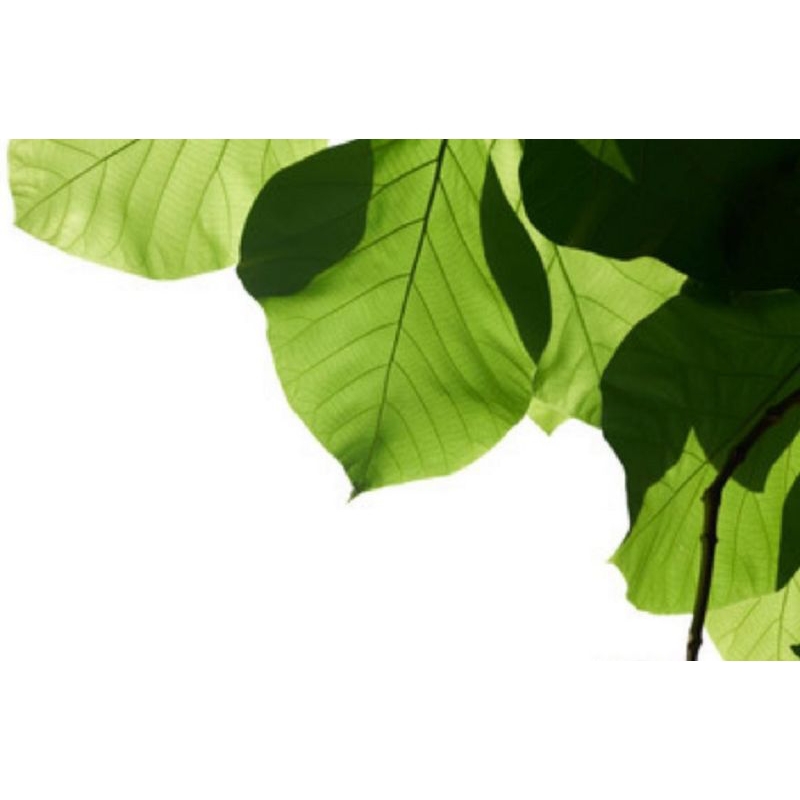

Daun jati segar