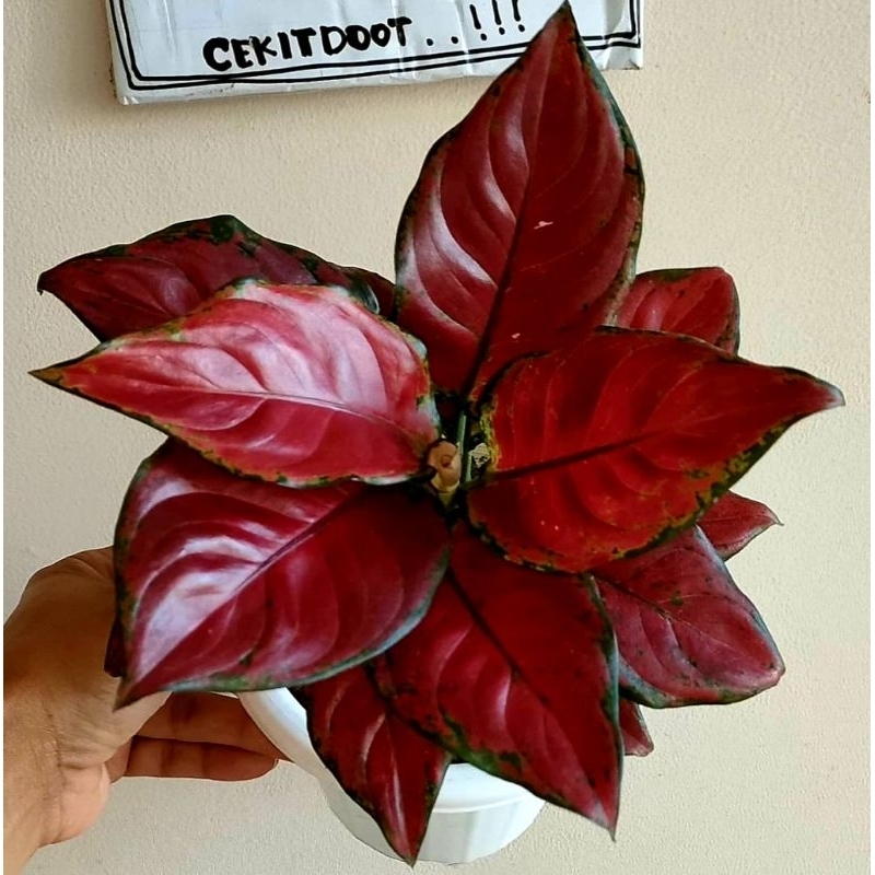 ( BISA COD ) Aglonema Black Maroon Merah Mutasi Tanaman Hias Aglonema Aglaonema Black Maroon Merah M