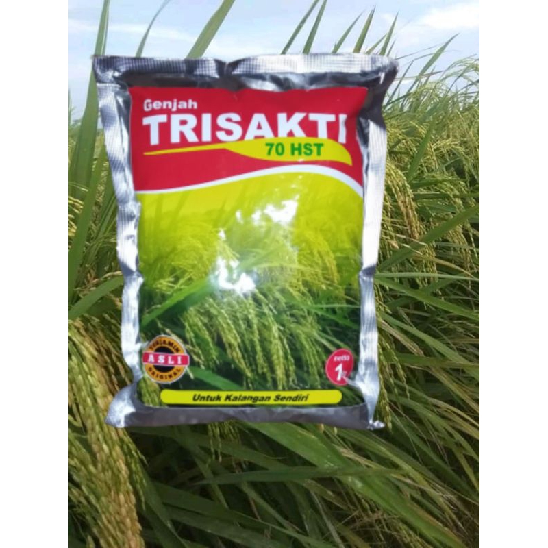 Benih Padi Trisakti tercepat panen