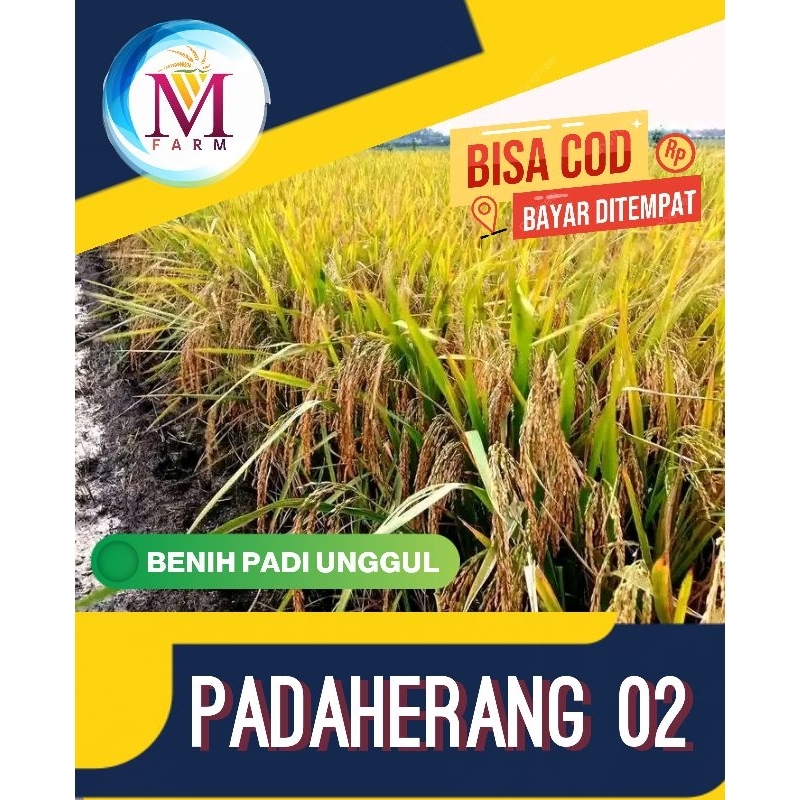 benih padi padaherang 1kg