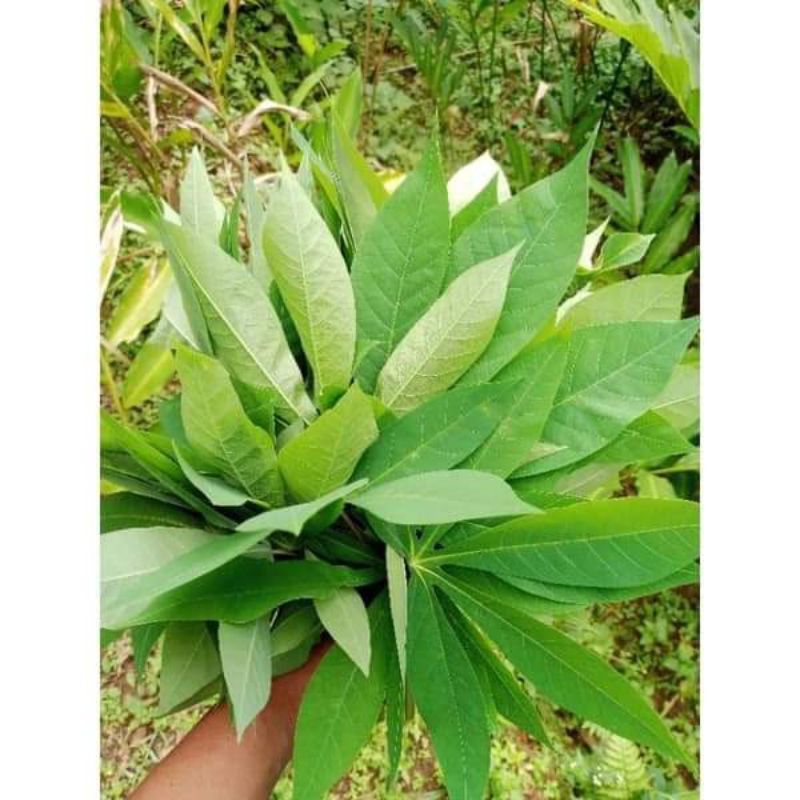 

daun singkong segar baru di petik harga MURAH