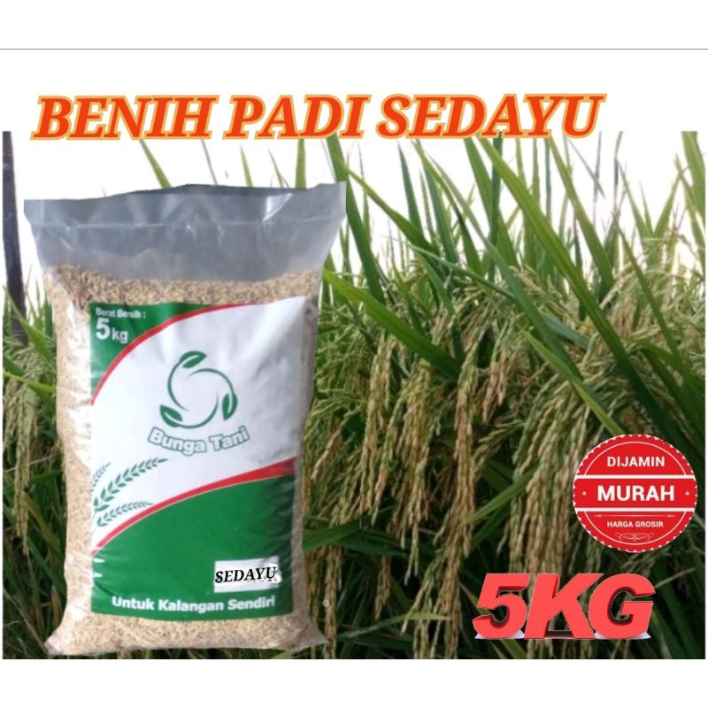 BENIH PADI SEDAYU KEMASAN 5KG