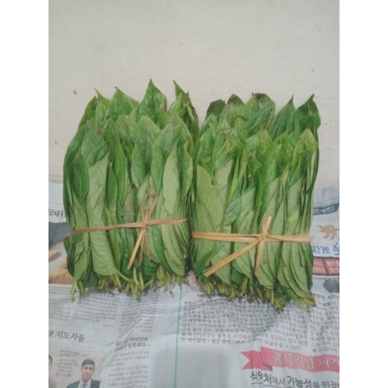 

Sirih Medan Tanah Karo