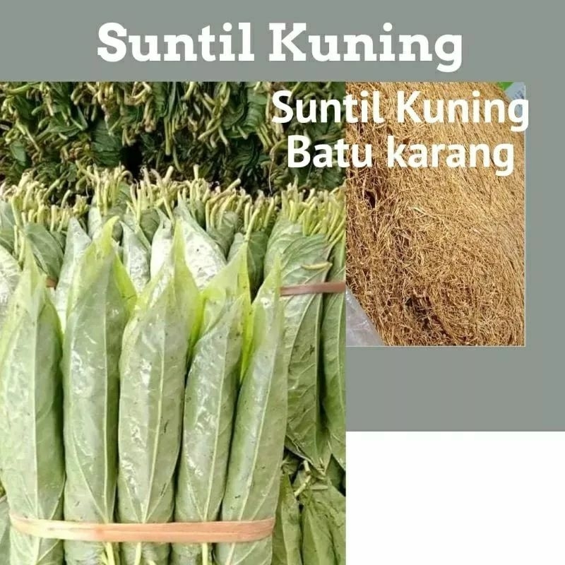 

Kuning Untuk makan sirih (Gersing)