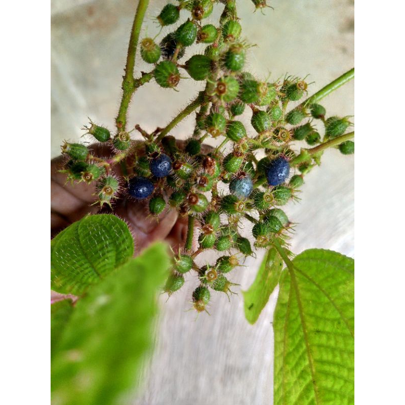 

buah senggani /500g
