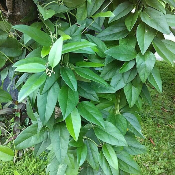 Bibit tanaman cincau rambat - cincau jelly hijau herbal