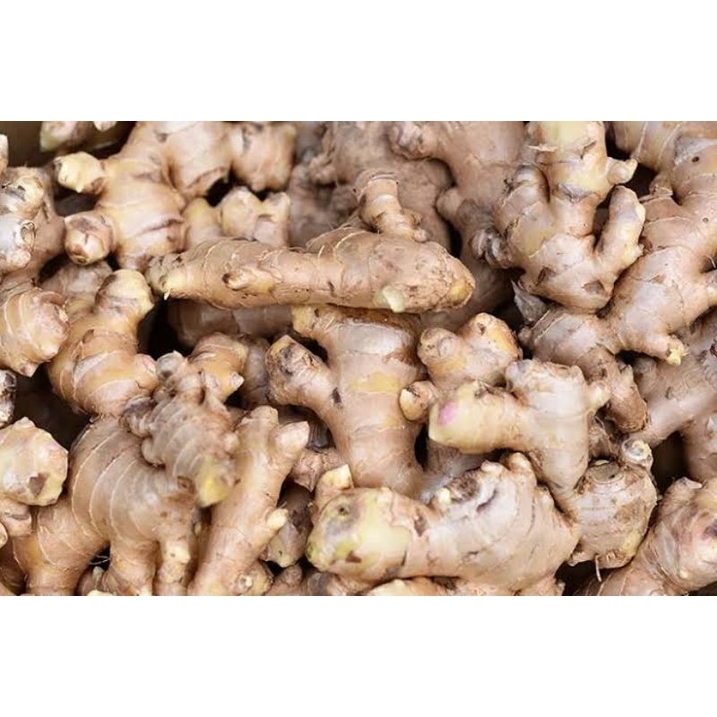 

JAHE SEGAR BERSIH BAHAN HERBAL 1000gr / 1 kg