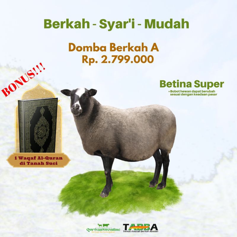 

PROMO Domba Qurban Berkah A - Qurbankuonline (Kandang Tabba) 2024M