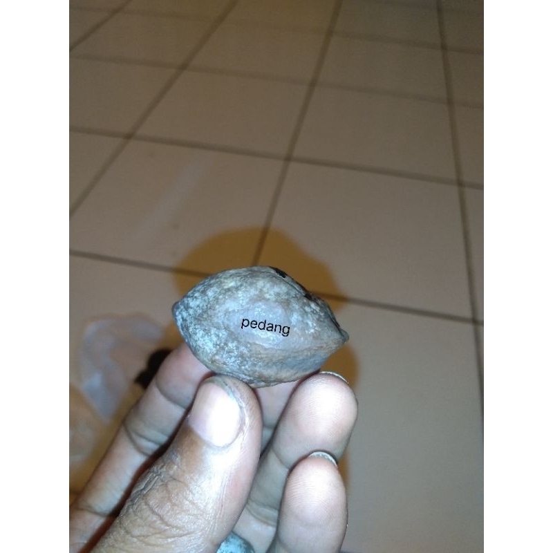 kemiri/muncang adu jawa pedang ori 100%