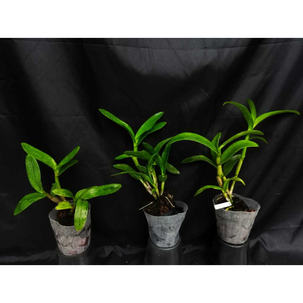 Anggrek Dendrobium Hybrid keriting remaja