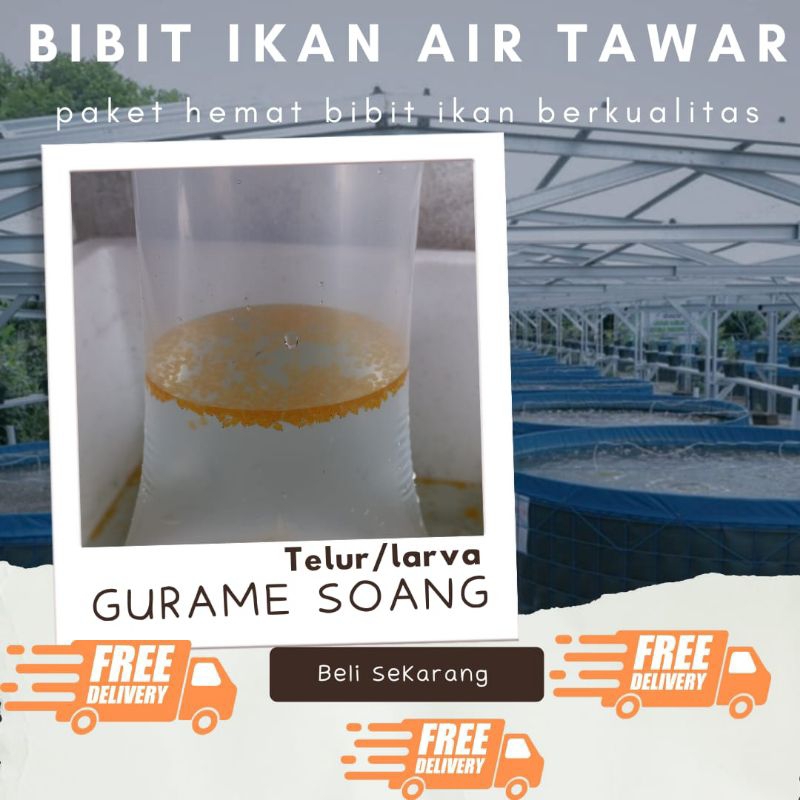 TELUR GURAME SOANG PAKET 1000 TELUR GURAME SOANG MURAH LARVA/TELUR BIBIT GURAME SOANG BERKUALITAS