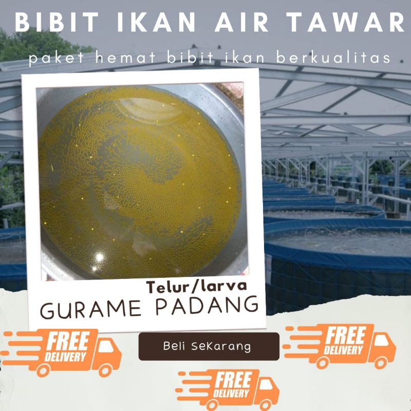 TELUR GURAME PADANG PAKET 1100 TELUR GURAME PADANG MURAH LARVA/TELUR BIBIT GURAME PADANG BERKUALITAS