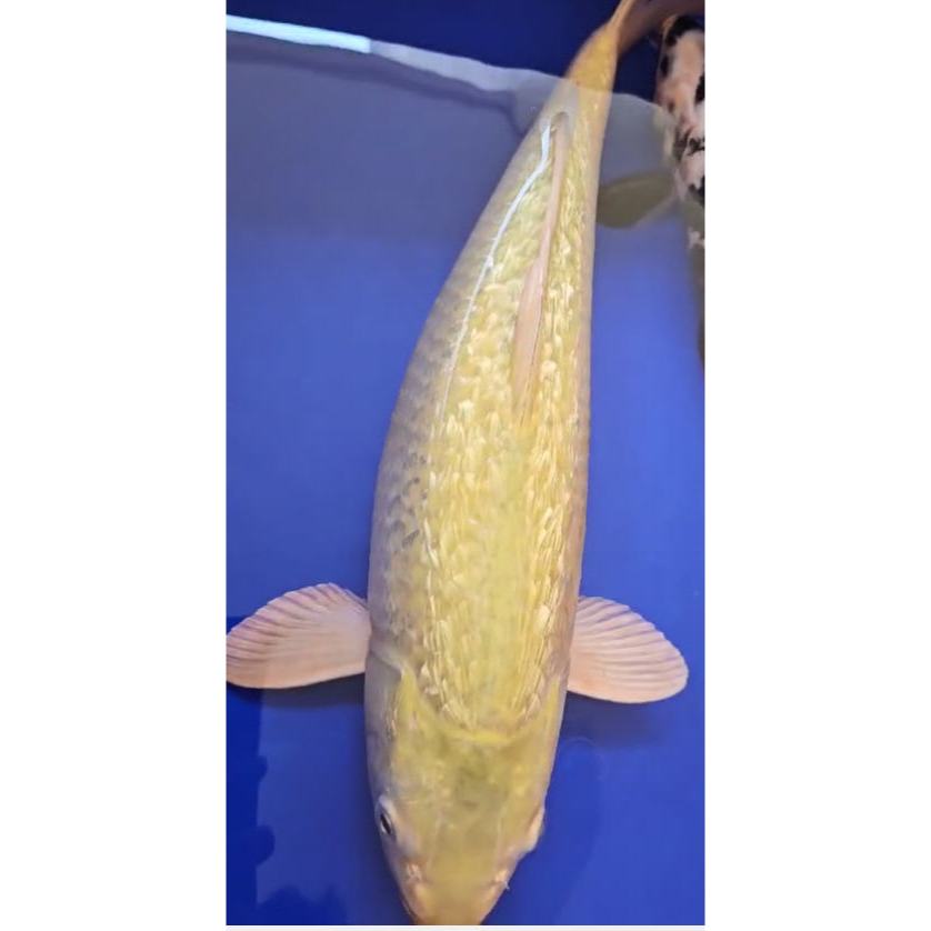 Koi Midori Ginrin 37 Cm Up Jumbo