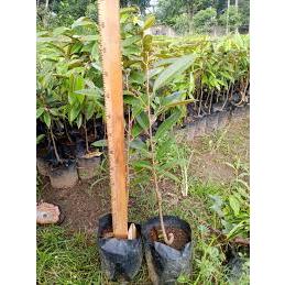 bibit durian duri hitam atau black thorn okulasi