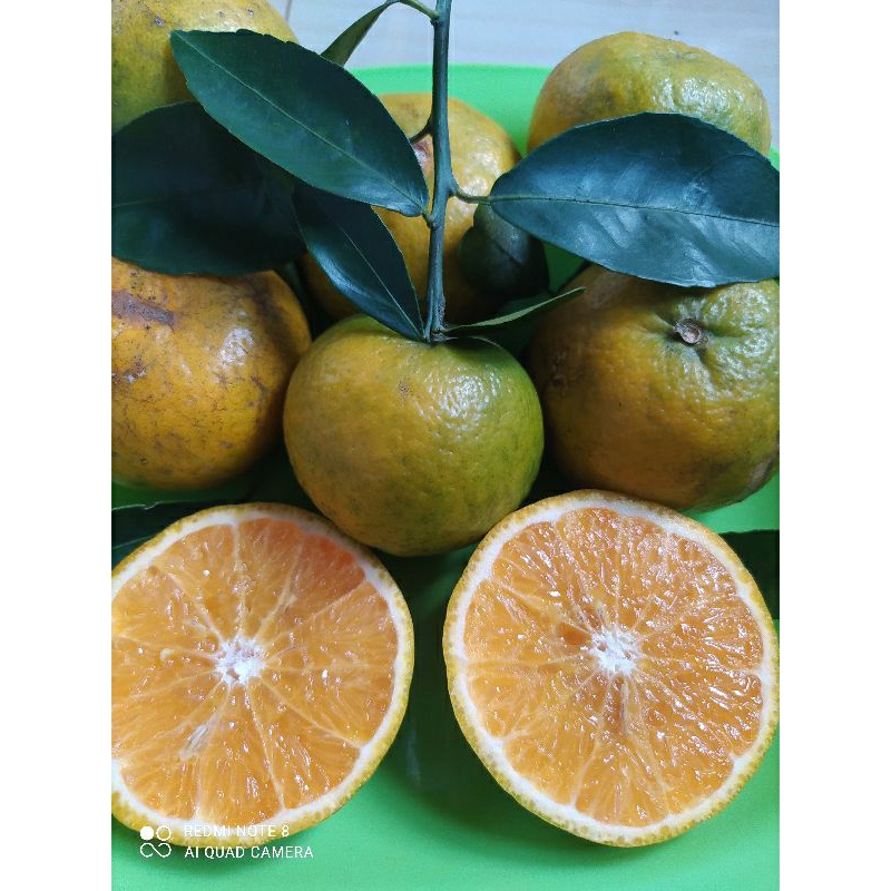 

jeruk keprok/ Jeruk Buah/ jeruk lokal muria