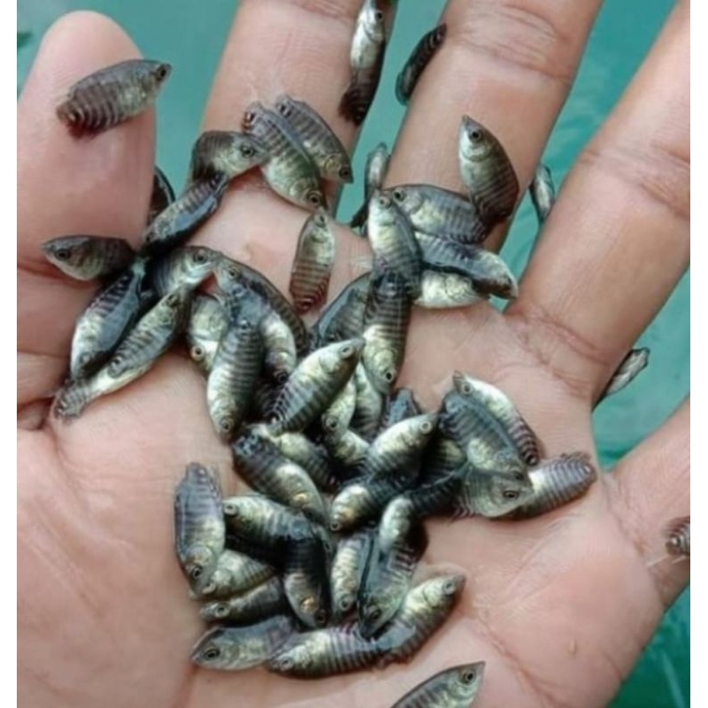 Bibit gurame ukuran nguaci paket 100 ekor