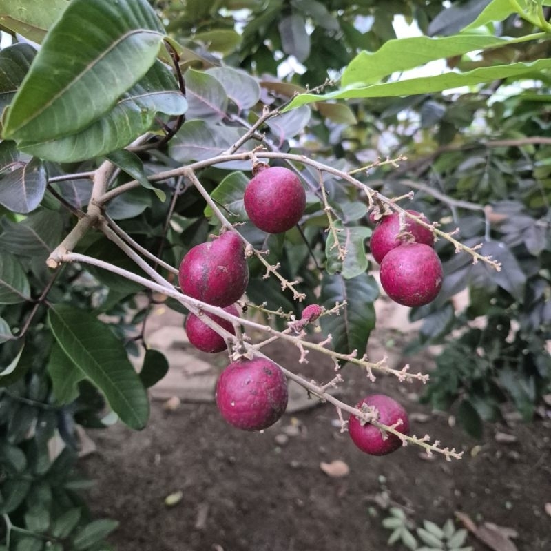 bibit unggul kelengkeng merah