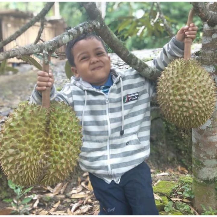 bibit durian montong okulasi asli bergaransi