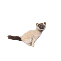 Boneka Kucing Himalaya Karakter