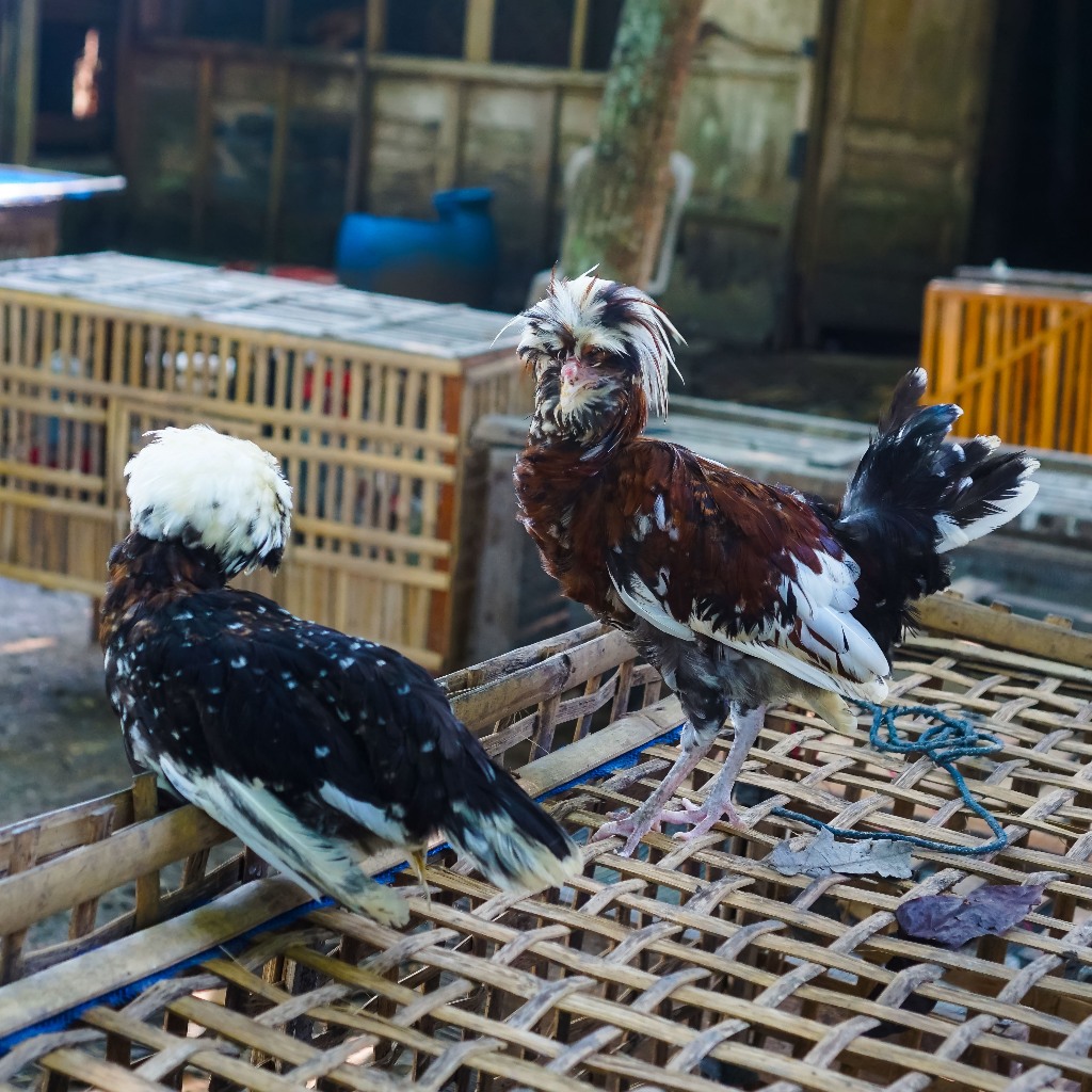 Ayam Poland Jambul Usia 3 Bulan Sepasang - FREE ONGKIR PULAU JAWA