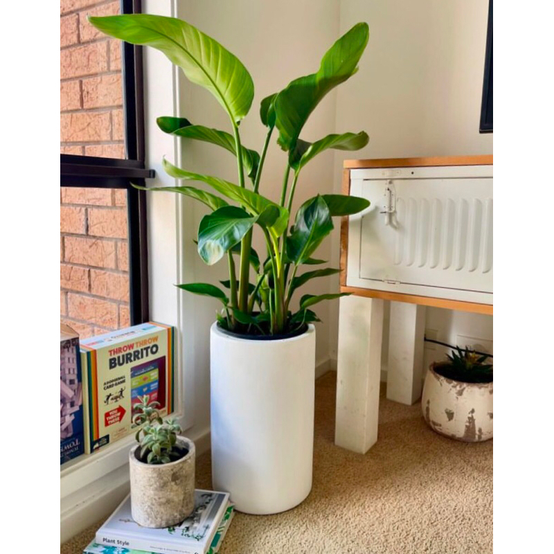 pot teraso tinggi sudut ruangan tamu - pot gerabah aesthetic