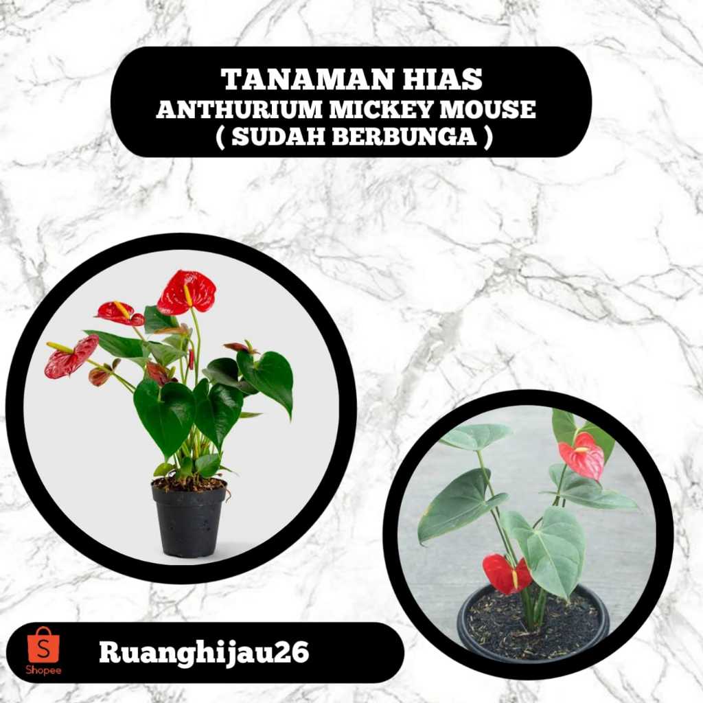 Tanaman Hias Anthurium Mickey Mouse - Anthurium Bunga Mini