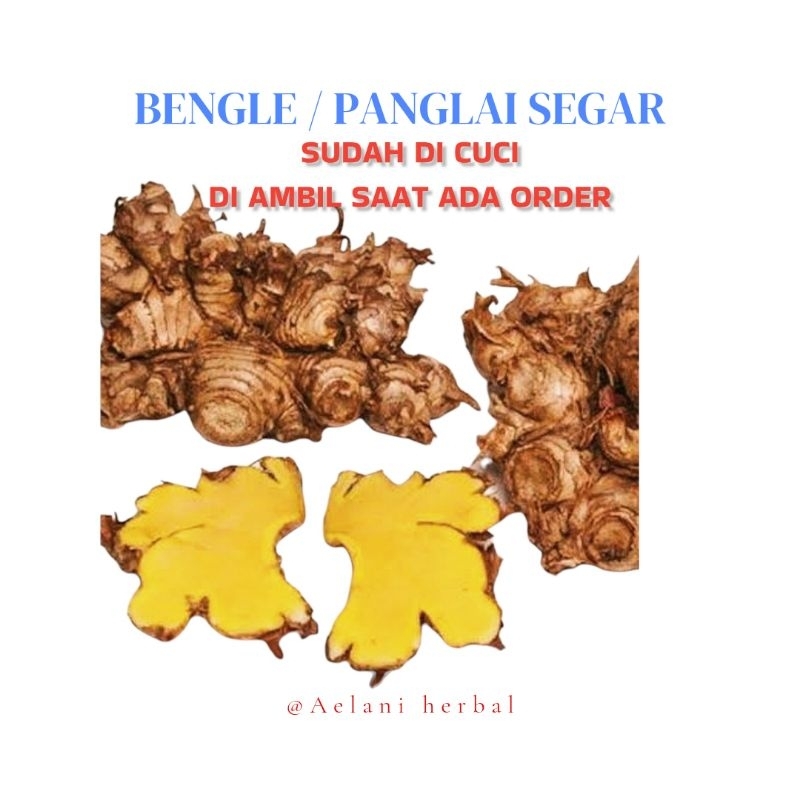

BENGLE / BANGLE / PANGLAI SEGAR