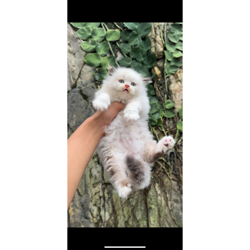 boneka kucing asli dari negeri china