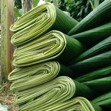 

Daun Pisang Per Ikat (MURAH), Grade A