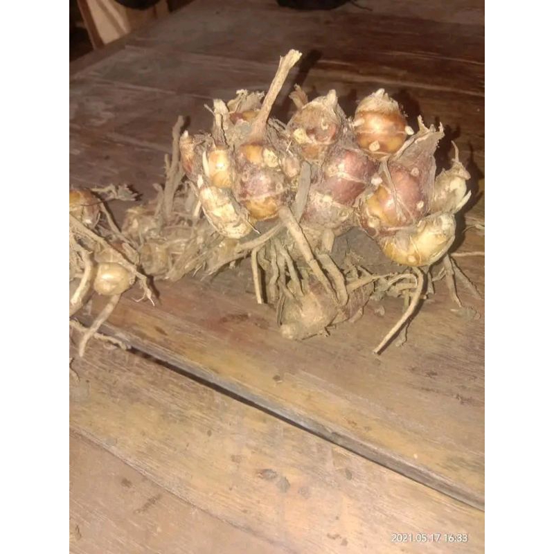 

500gr kencur kampung asli kncur organik. banyak khasiat