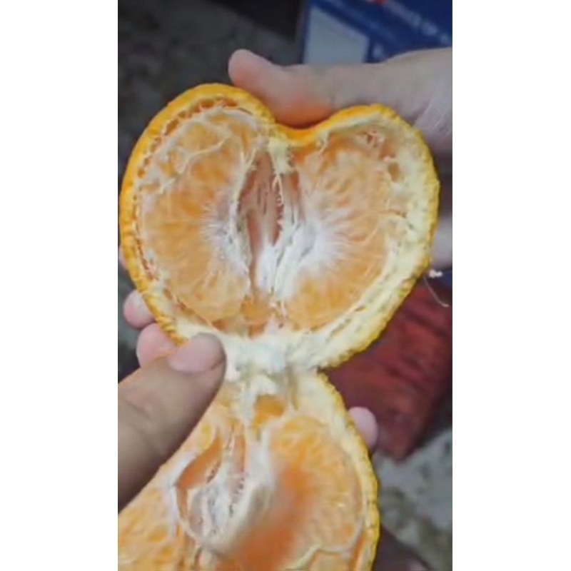 

JERUK DEKOPON PAPAGAN NON BIJI