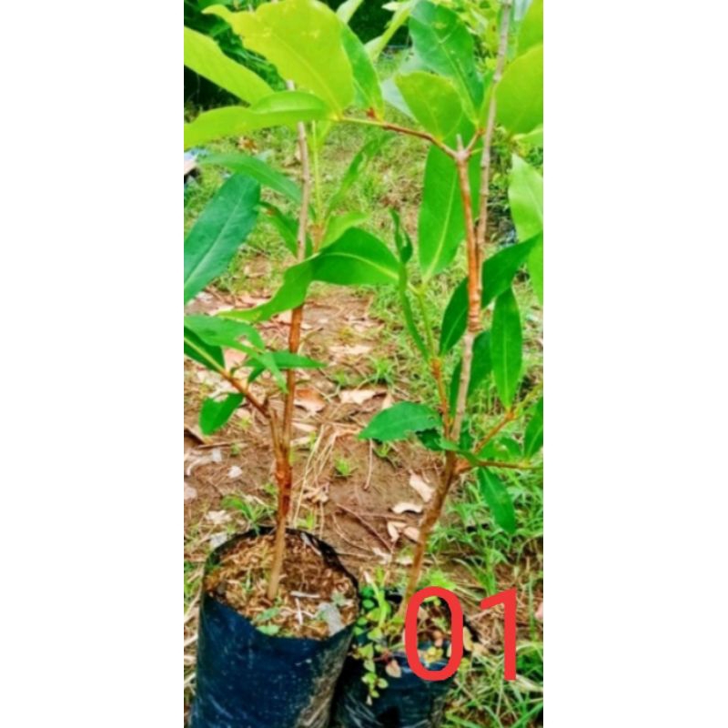 Bibit jambu air 2 dimensi( 1pohon 2jenis)