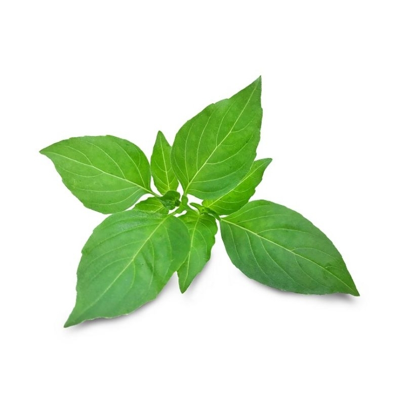 

Golden Herbal Daun Kemangi 5 Pucuk
