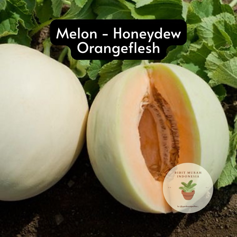 10 Benih Melon Honeydew Orangeflesh - Bibit Murah ID