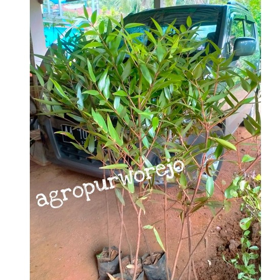 Bibit Tanaman Damar / Kauri - Tanaman Penghasil Getah Damar