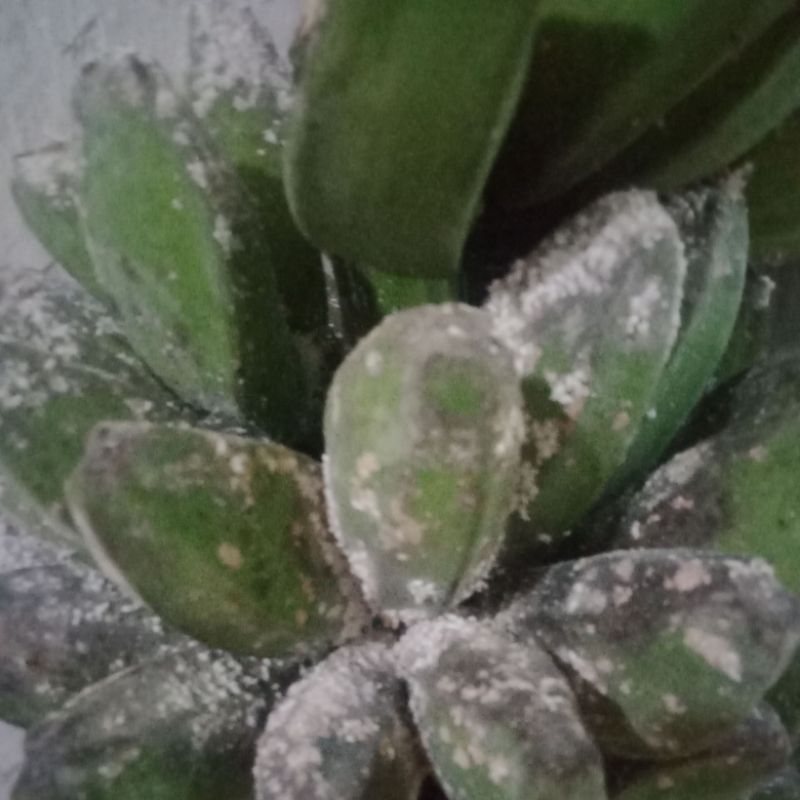 

Pisang Binurun atau Kepok