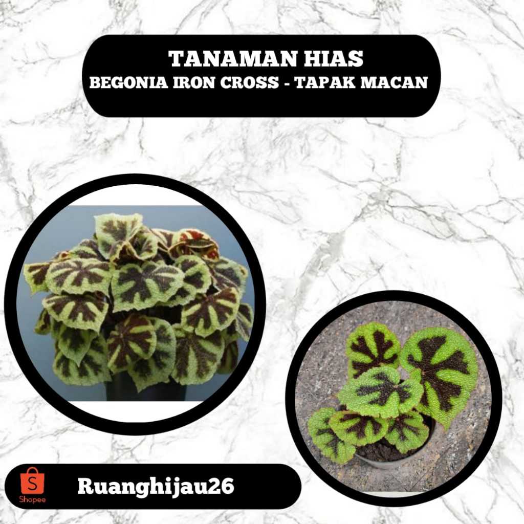 Tanaman Hias Begonia Cross - Begonia Tapak Macan - Begonia Iron Cross